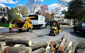 Best Fruit Tree Pruning  in Medford, NY