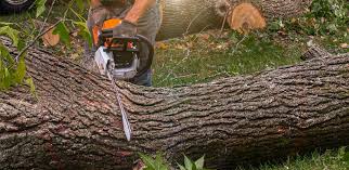 Best Hazardous Tree Removal  in Medford, NY