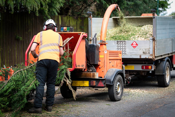 Best Lawn Renovation and Restoration  in Medford, NY