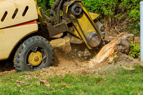 Best Arborist Consultation Services  in Medford, NY