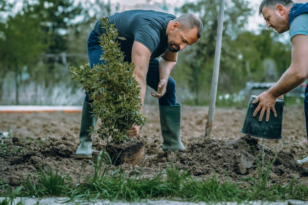 Best Tree Mulching  in Medford, NY