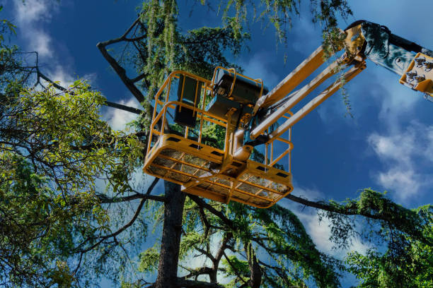 Best Tree Cabling and Bracing  in Medford, NY