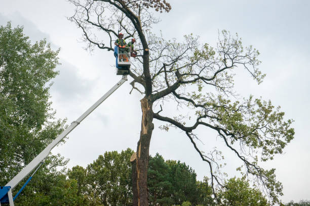 Best Root Management and Removal  in Medford, NY