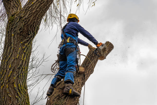 Best Hedge Trimming  in Medford, NY