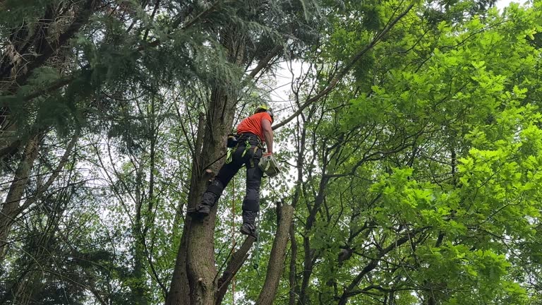 Trusted Medford, NY Tree Services Experts