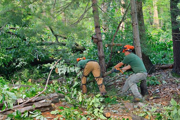 Best Utility Line Clearance  in Medford, NY