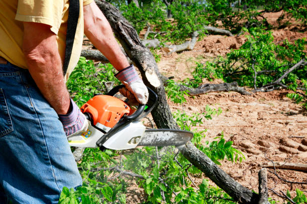 Best Lawn Watering Services  in Medford, NY